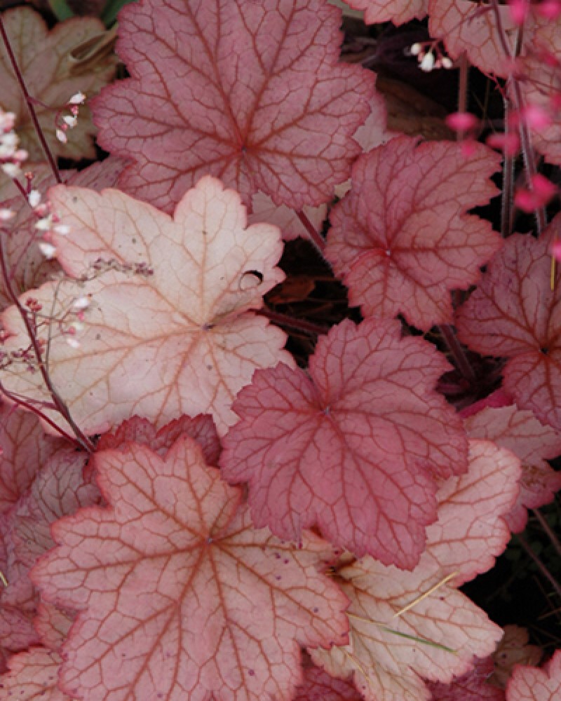 Georgia Peach Coral Bells #1<br><i>Heuchera Georgia Peach</br></i>