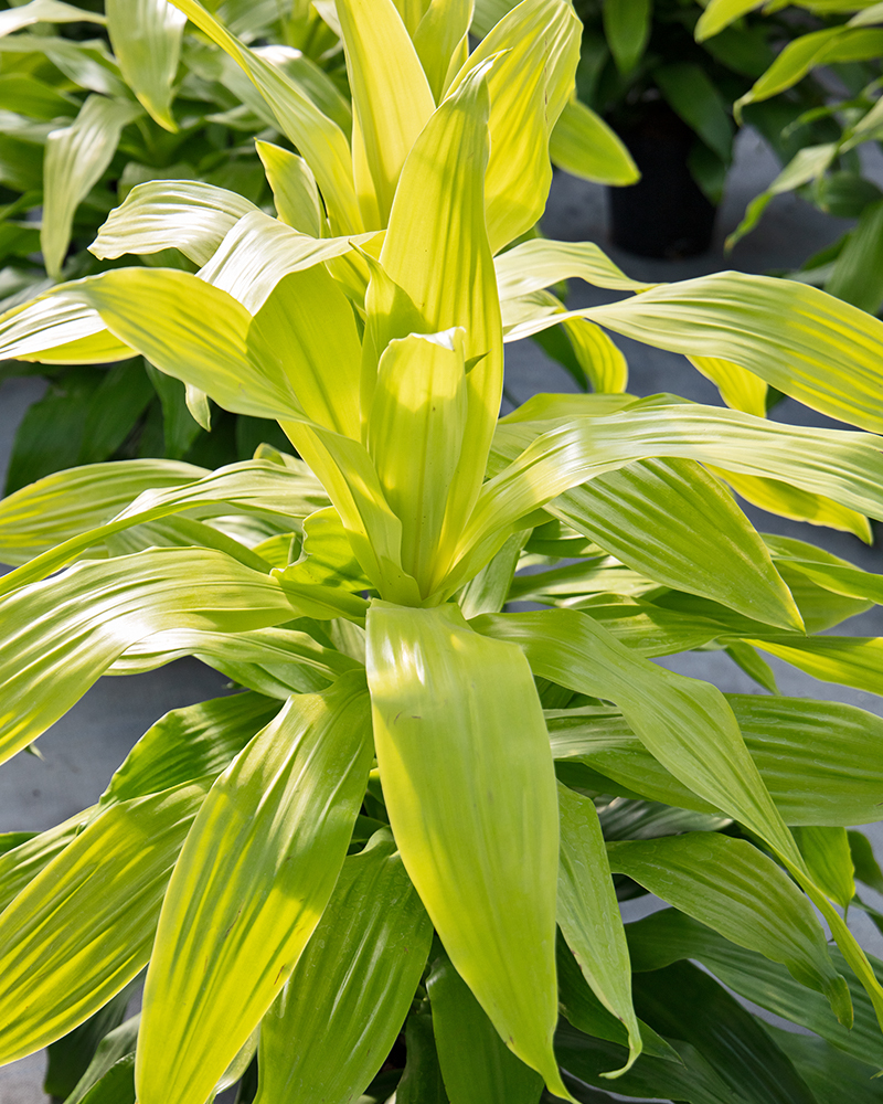 Dracaena Limelight 8"