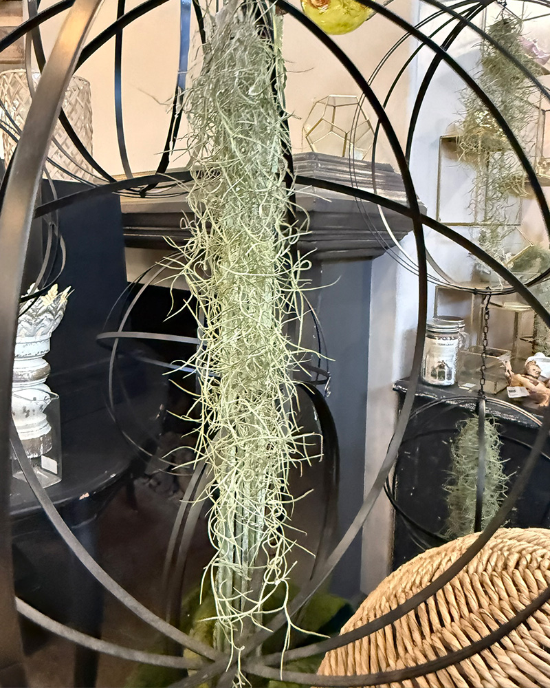 Tillandsia Usneoides Green Goddess Small