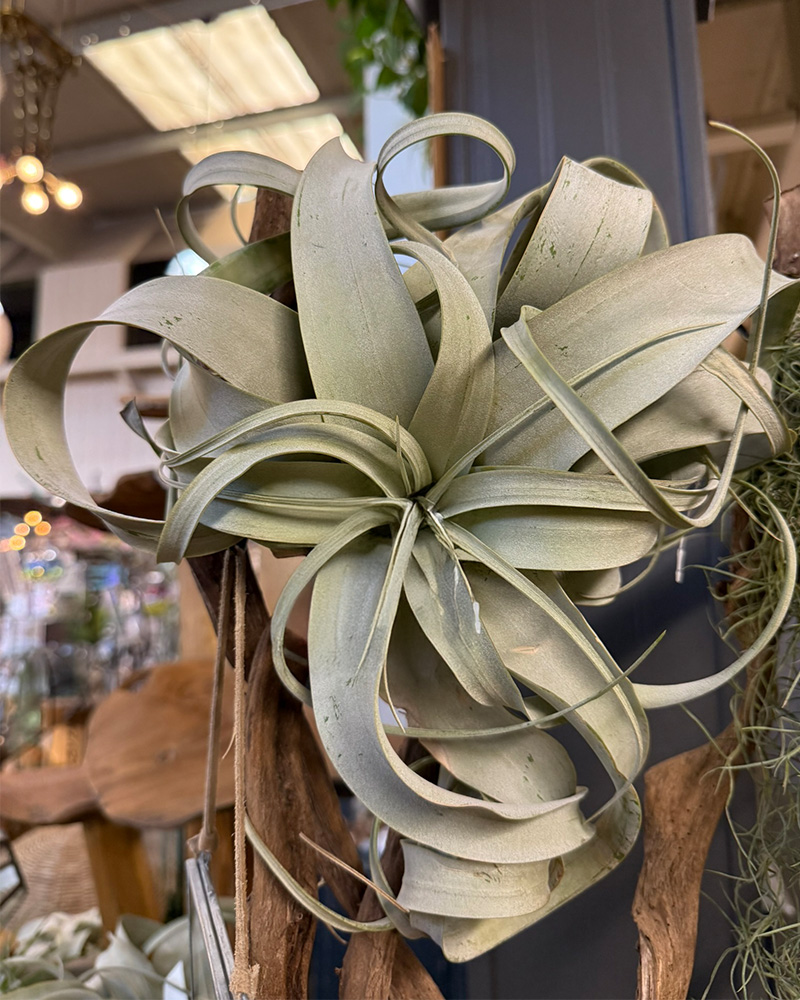 Tillandsia Xerographica 8"