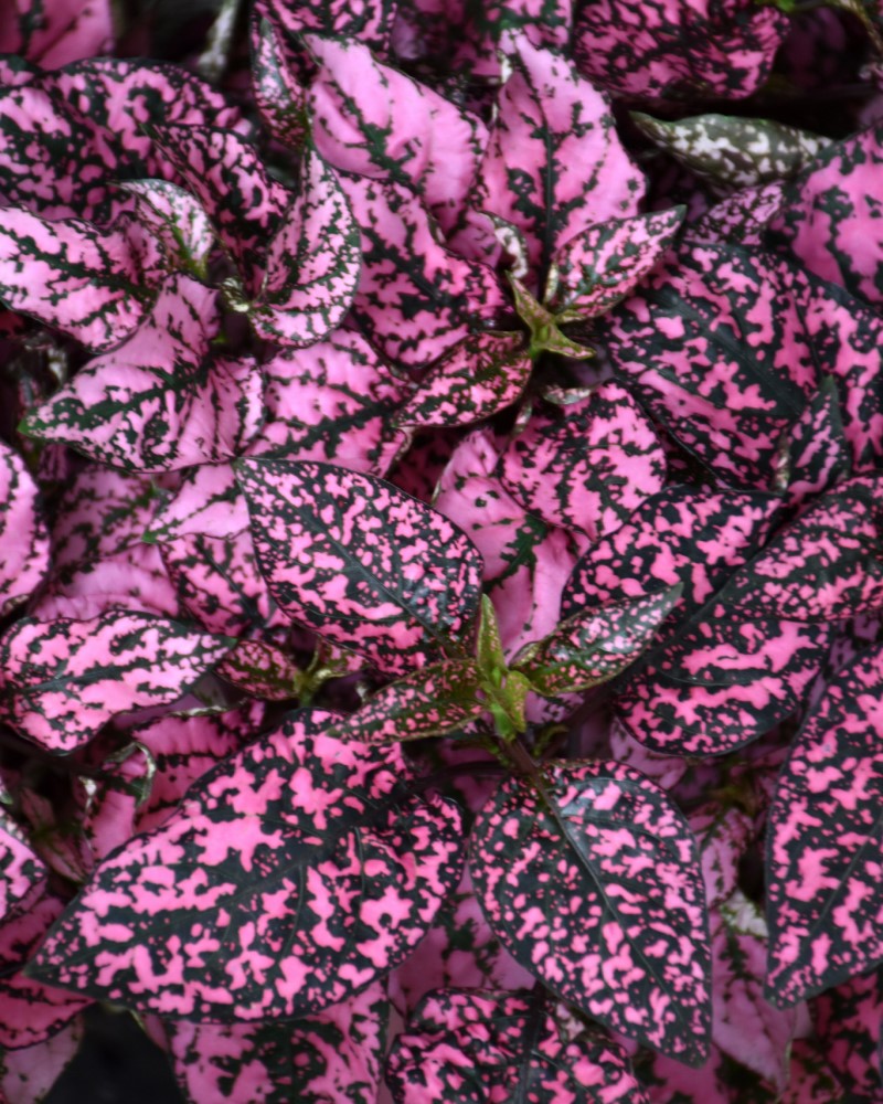 Hypoestes Pink Splash 2"