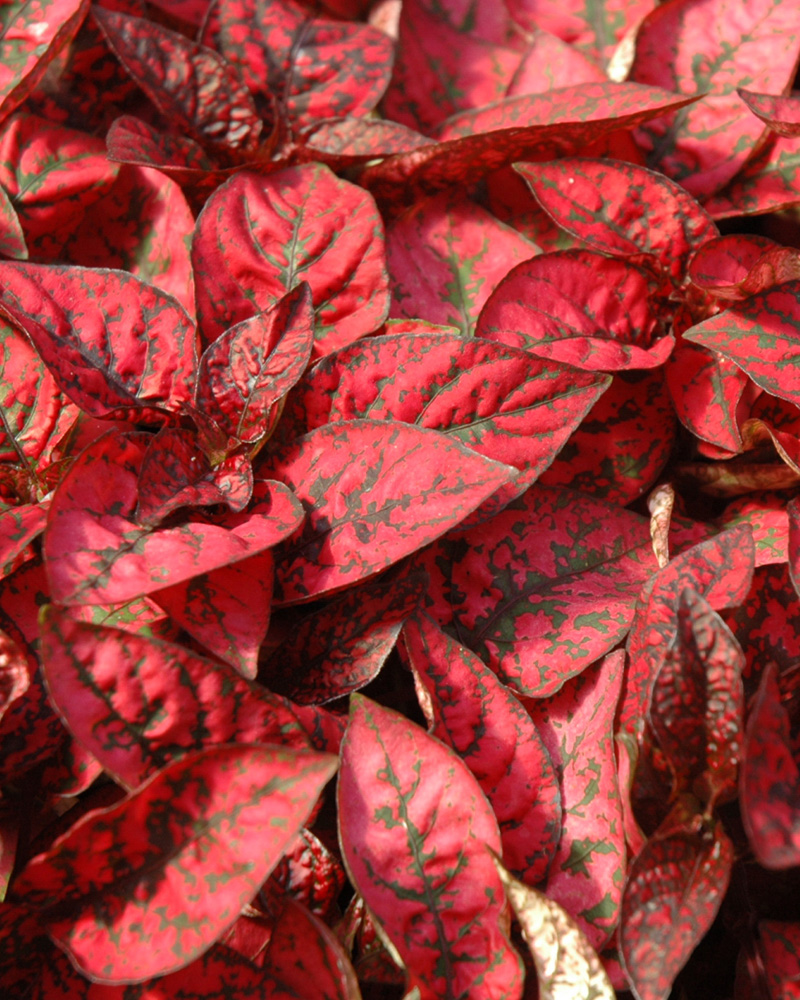 Hypoestes Red Splash 2"