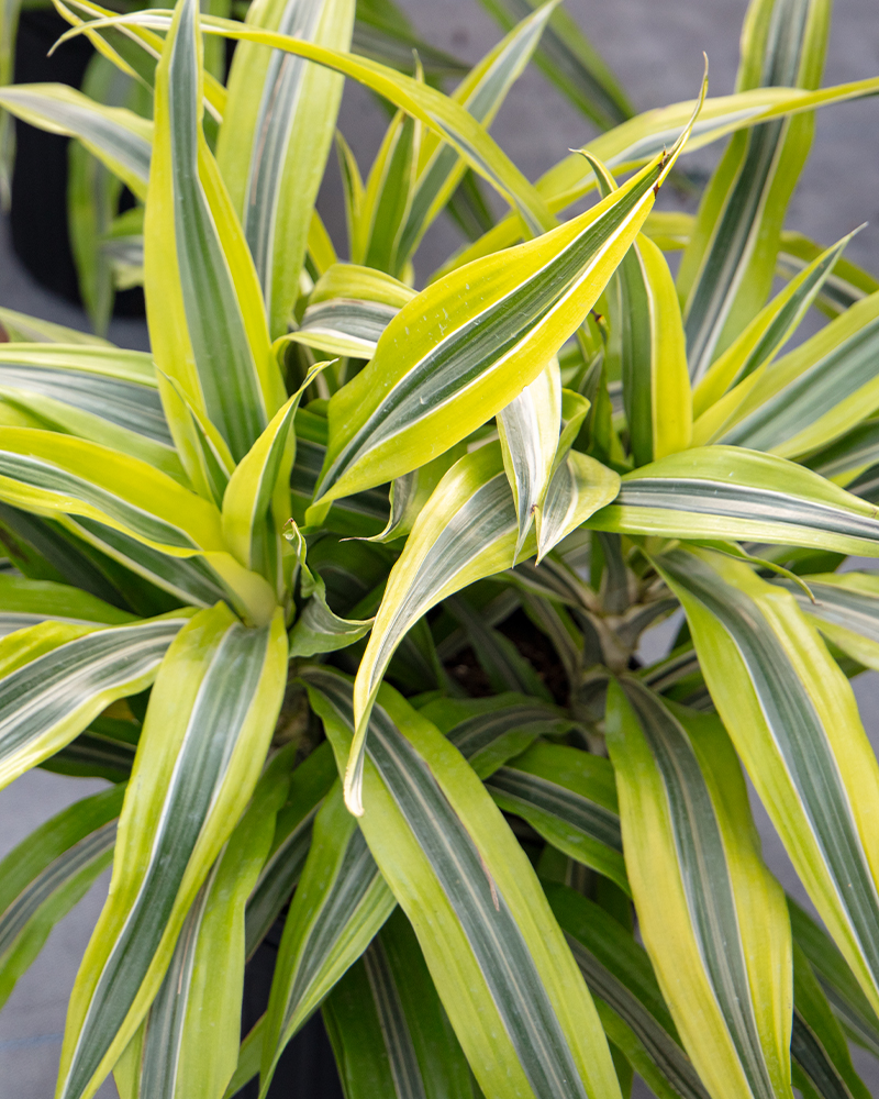 Dracaena Gold Star 10"