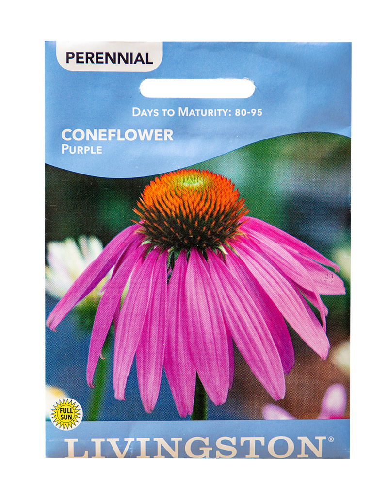 Coneflower Purple