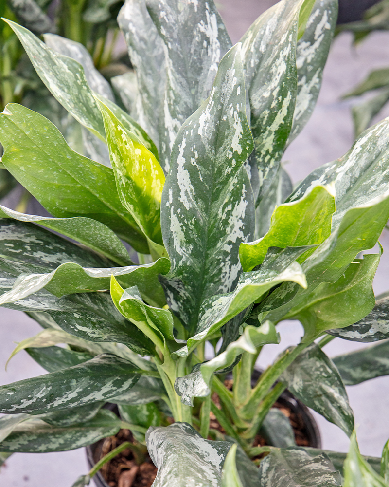 Aglaonema Shades 10"