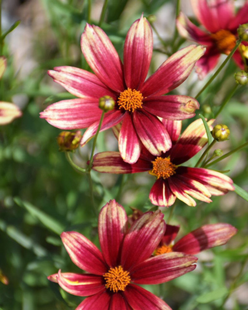 Coreopsis Red Elf #1