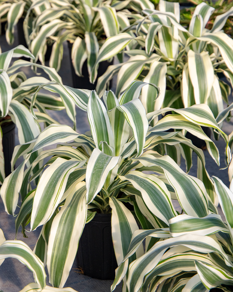 Dracaena White Aspen 10"