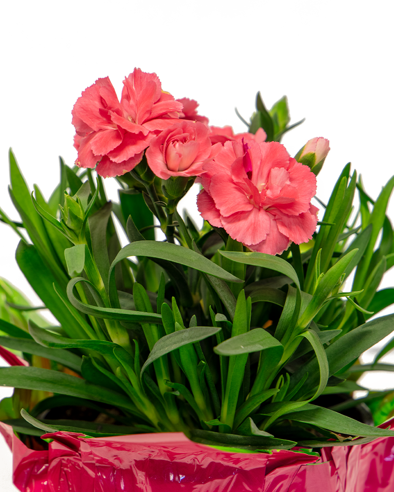 Oscar® Salmon Dianthus 4\"<br><i>Dianthus caryophyllus \'KLEDP15179\'</br></i>