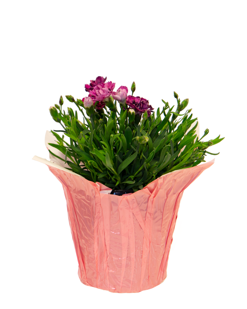 Early Love® Dianthus 4"<br><i>Dianthus cultivars 'KLEDG18267'</br></i>