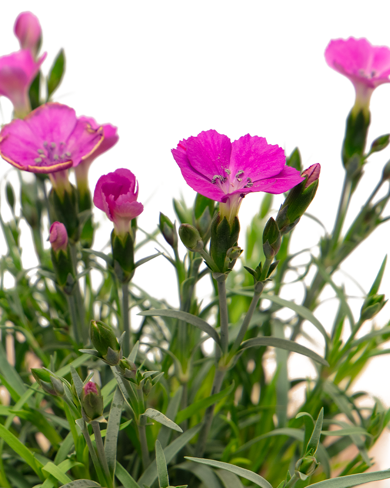 Pashmina Magenta Dianthus 4\"<br><i>Dianthus cultivars \'KLEDG19303\'</br></i>