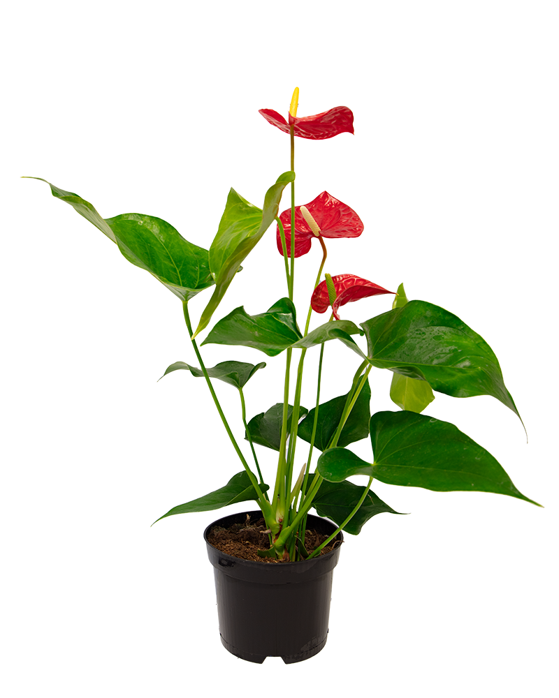 Anthurium Red 6"