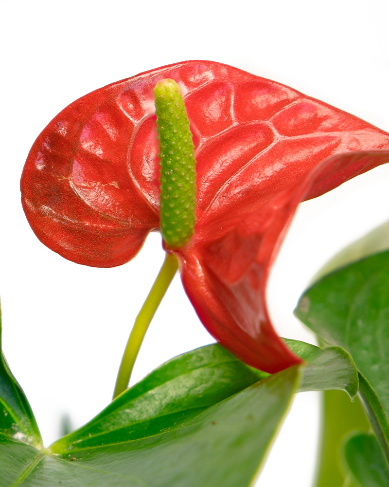 Anthurium Red 6\"