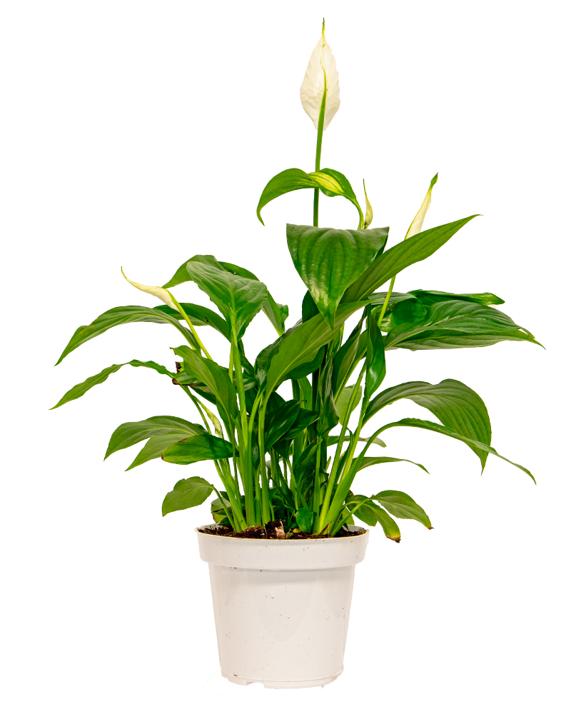 Spathiphyllum Peace Lily 6"