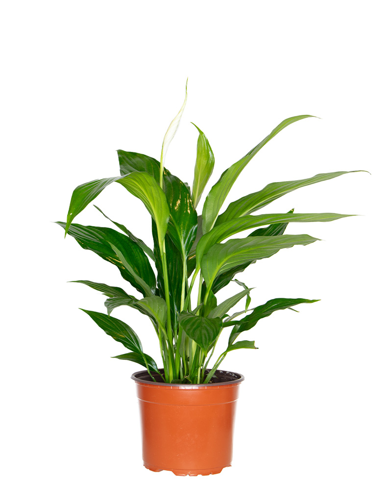 Spathiphyllum Peace Lily 4"