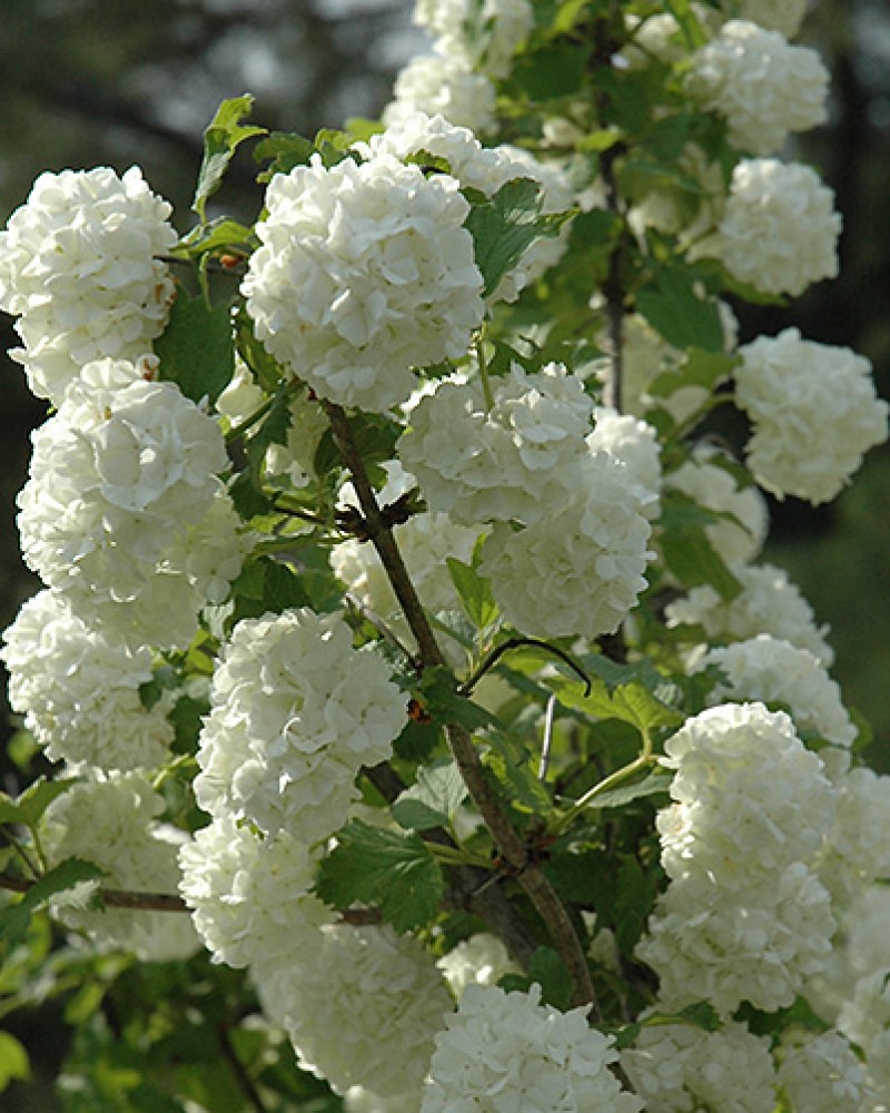 Snowball Viburnum #5<br><i>Viburnum opulus Roseum</br></i>