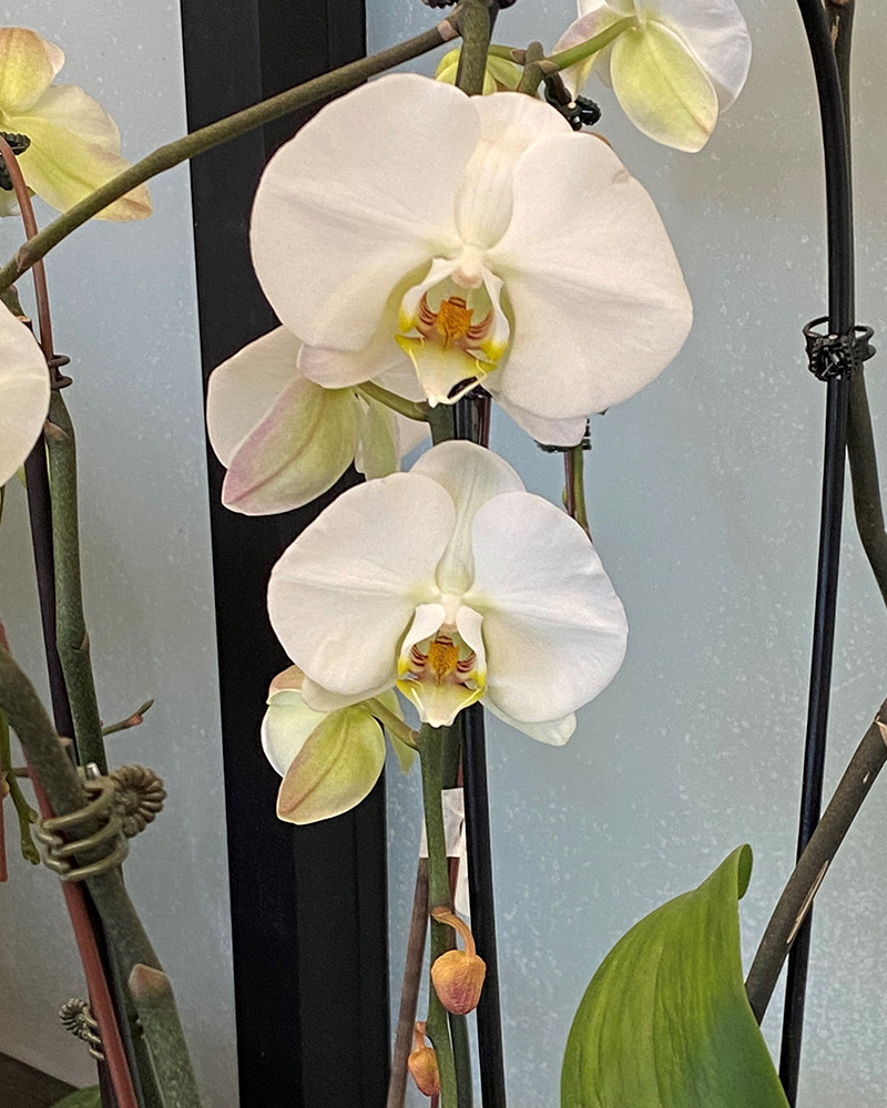 Orchid Phalaenopsis One Spike Cascade 4"