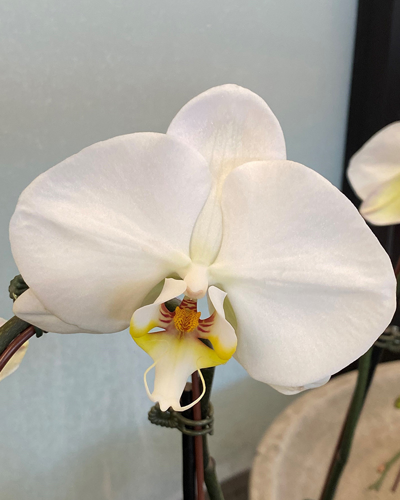 Orchid Phalaenopsis One Spike Cascade 4\"