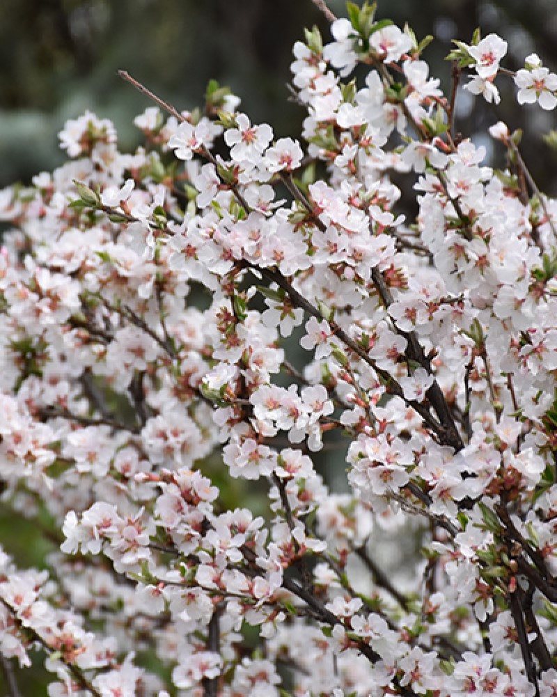 Nanking Cherry #5<br><i>Prunus tomentosa</br></i>