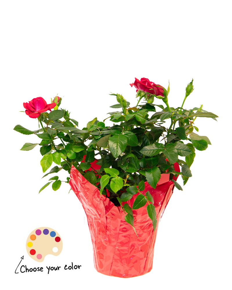 Mini Rose 4" Choose Red or Pink