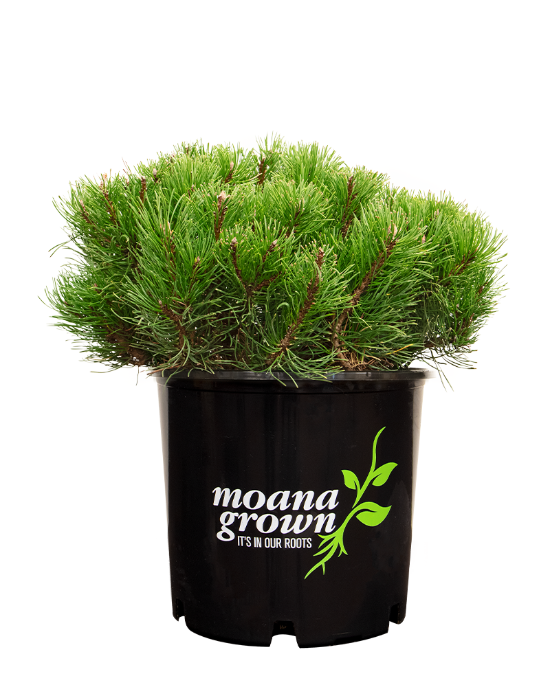 Mugo Pine Dwarf #3<br><i>Pinus mugo 'var. pumilio'</br></i>