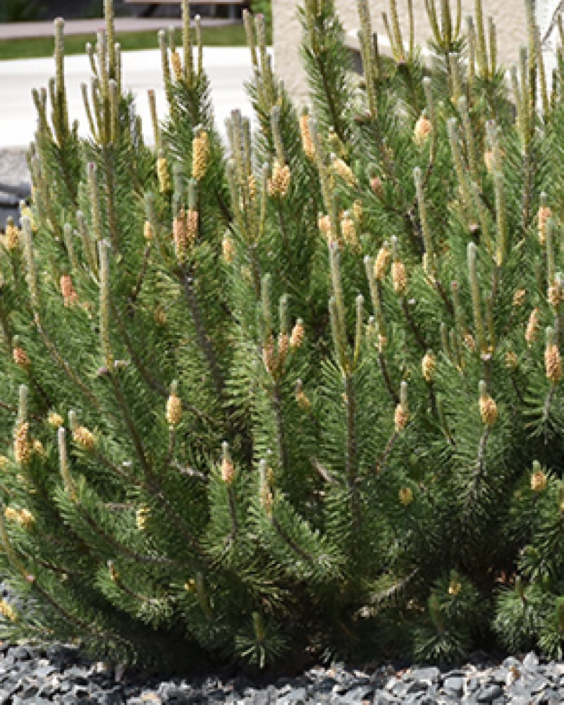 Mugo Pine Dwarf #3<br><i>Pinus mugo \'var. pumilio\'</br></i>