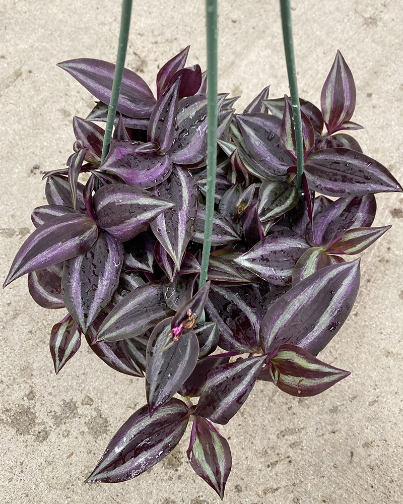 Tradescantia Red Gem 6"