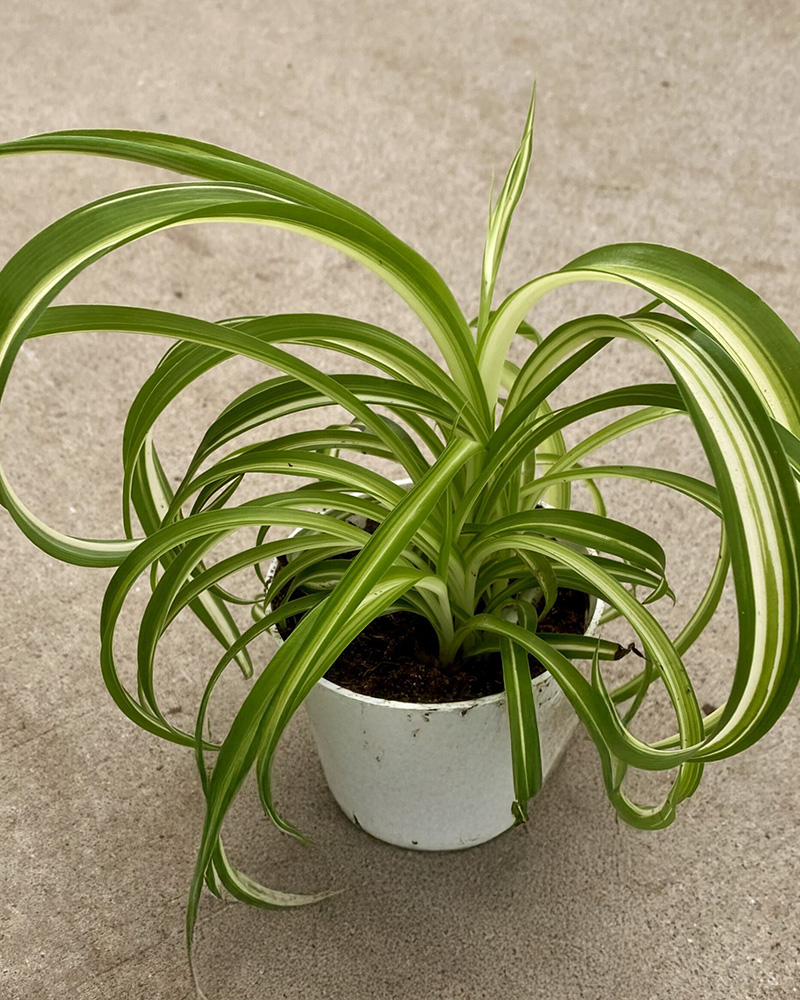 Chlorophytum Bonnie 4"