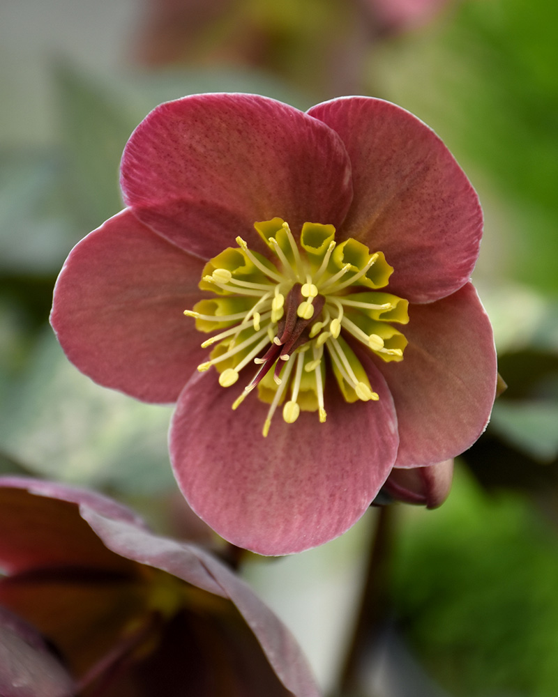 Pippa's Purple Hellebore #1<br><i>Helleborus 'Pippa's Purple'</br></i>