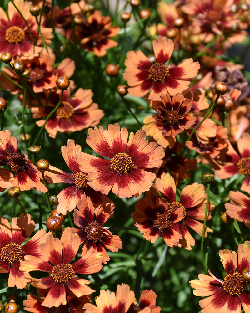 Desert Coral Tickseed #1<br><i>Coreopsis 'Desert Coral'</br></i>