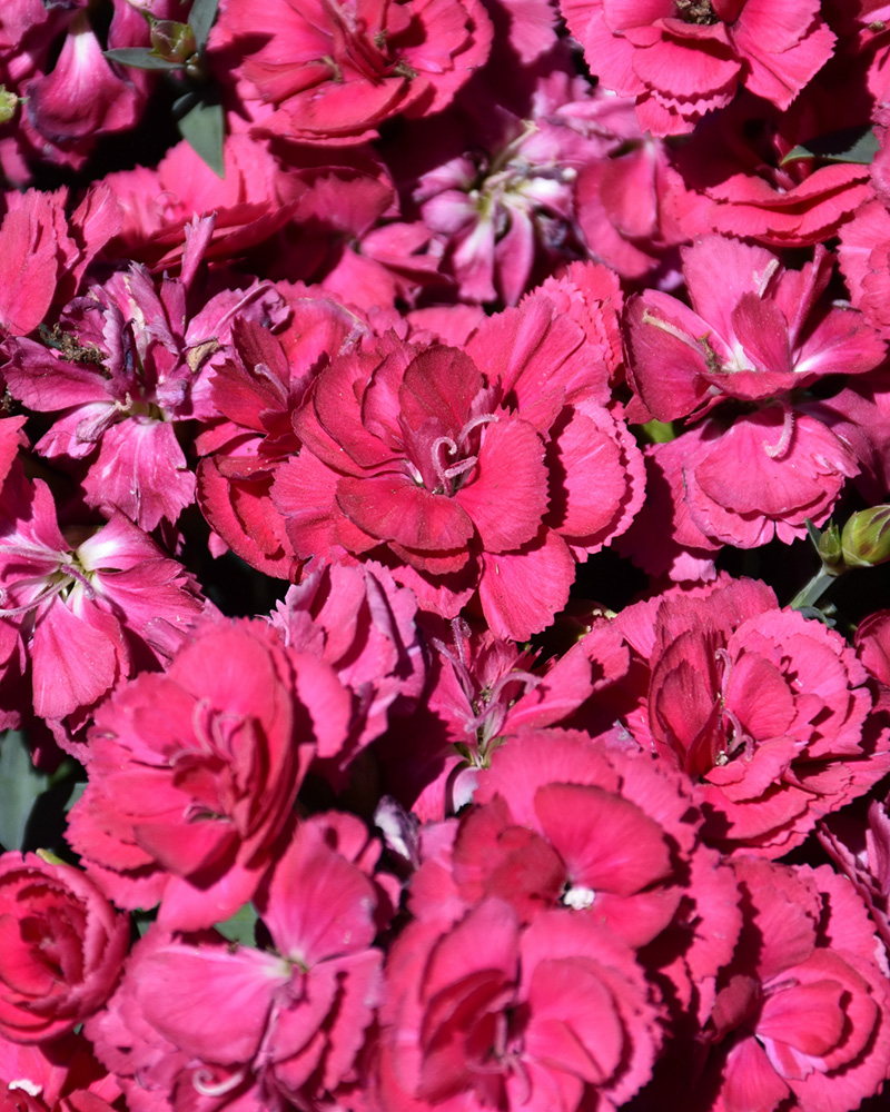 Constant Beauty Crush Burgundy Pinks #1<br><i>Dianthus 'Constant Beauty Crush Burgundy'</br></i>