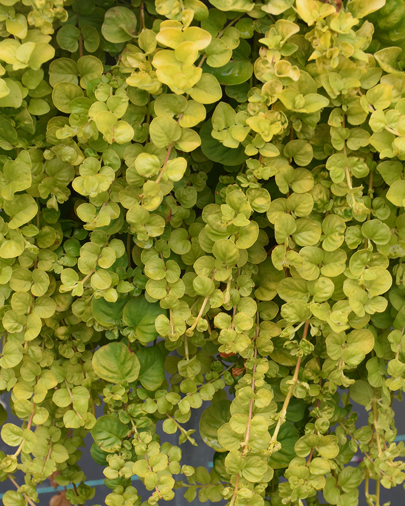 Goldii Creeping Jenny #1<br><i>Lysimachia nummularia 'Goldii'</br></i>