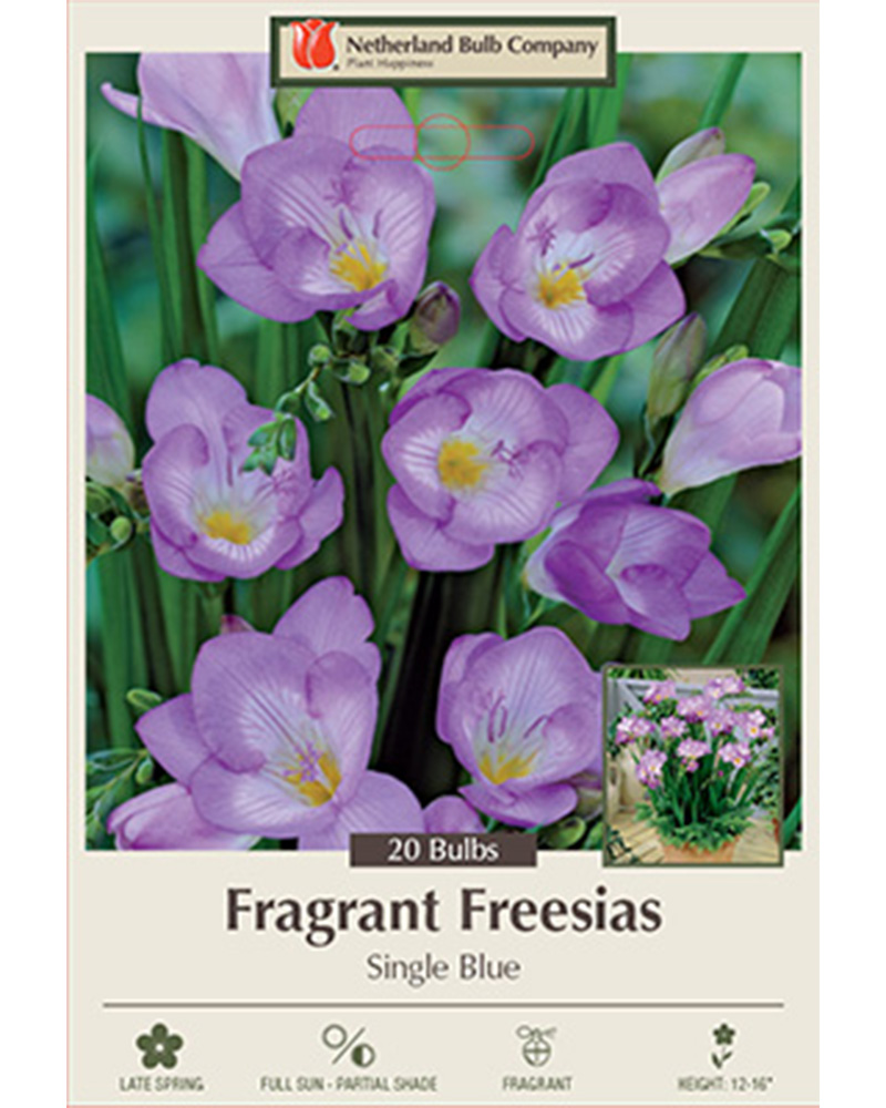 Freesia Single Blue