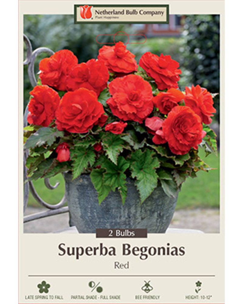 Begonia Superba Red