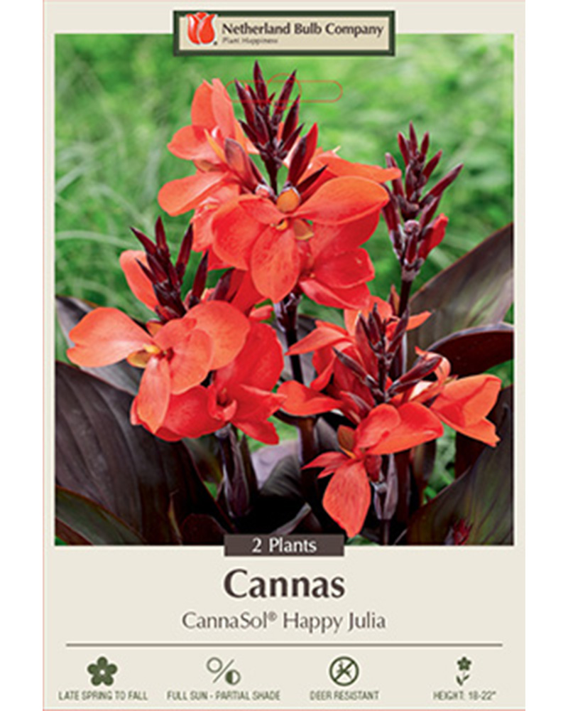 Canna CannaSol Happy Julia