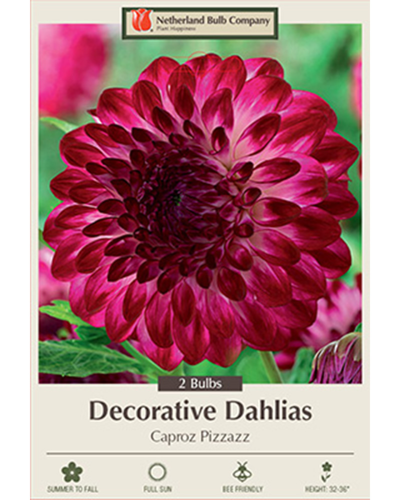 Dahlia Decorative Caproz Pizzazz