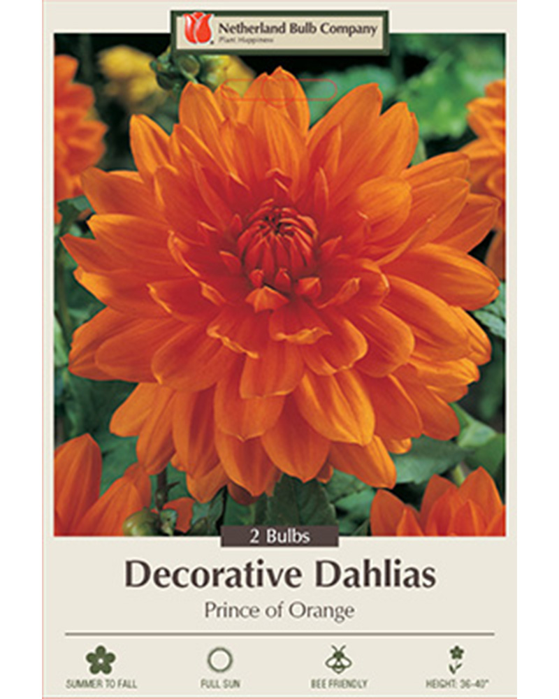 Dahlia Decorative Prince of Orange