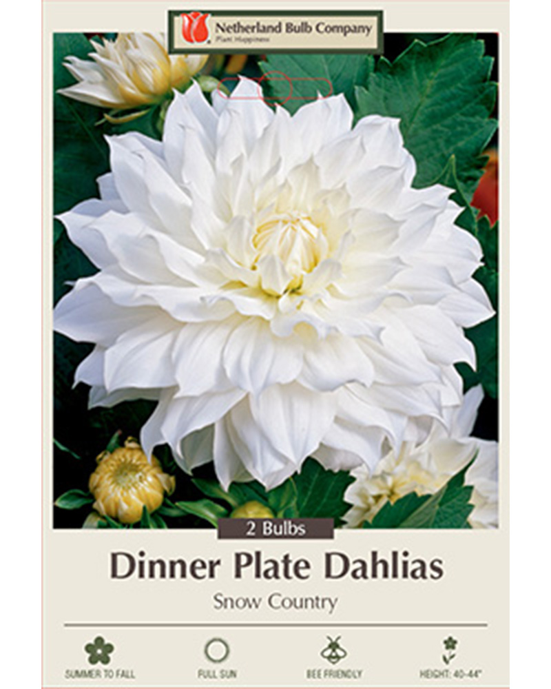 Dahlia Dinner Plate Snow Country