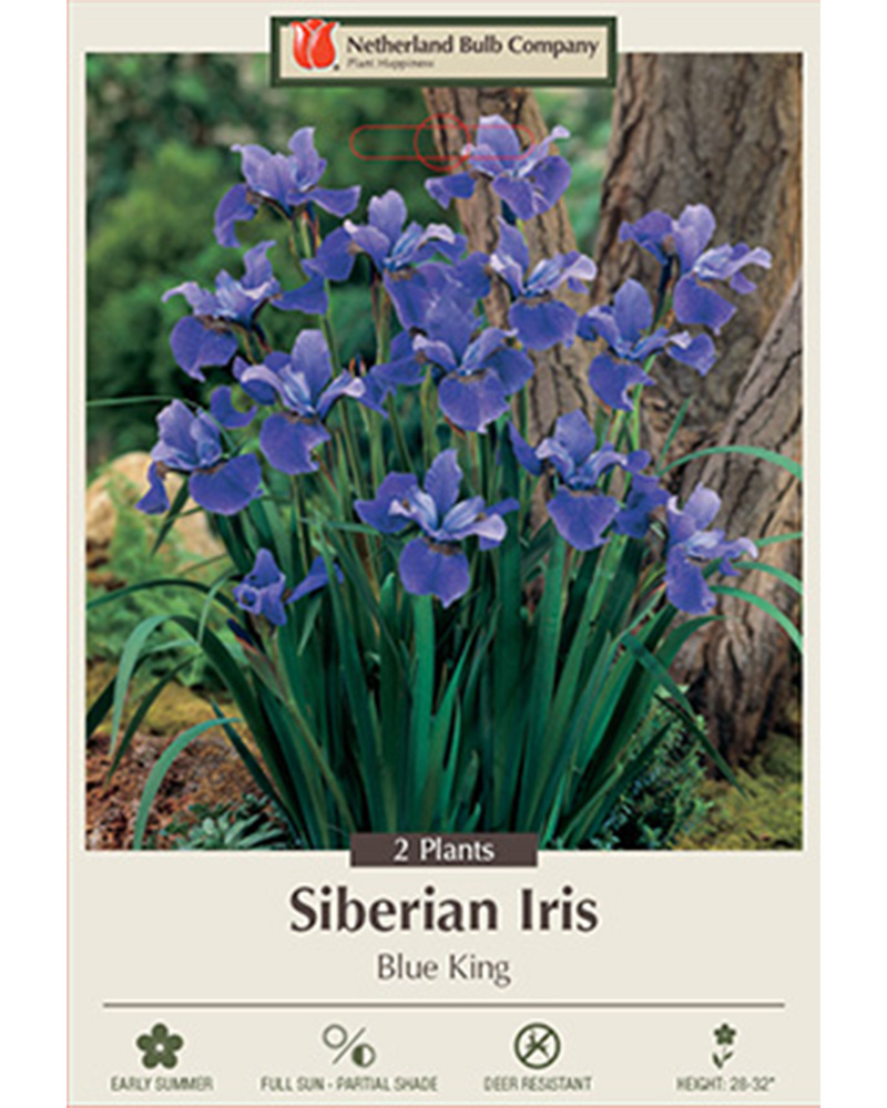 Iris Siberian Blue King