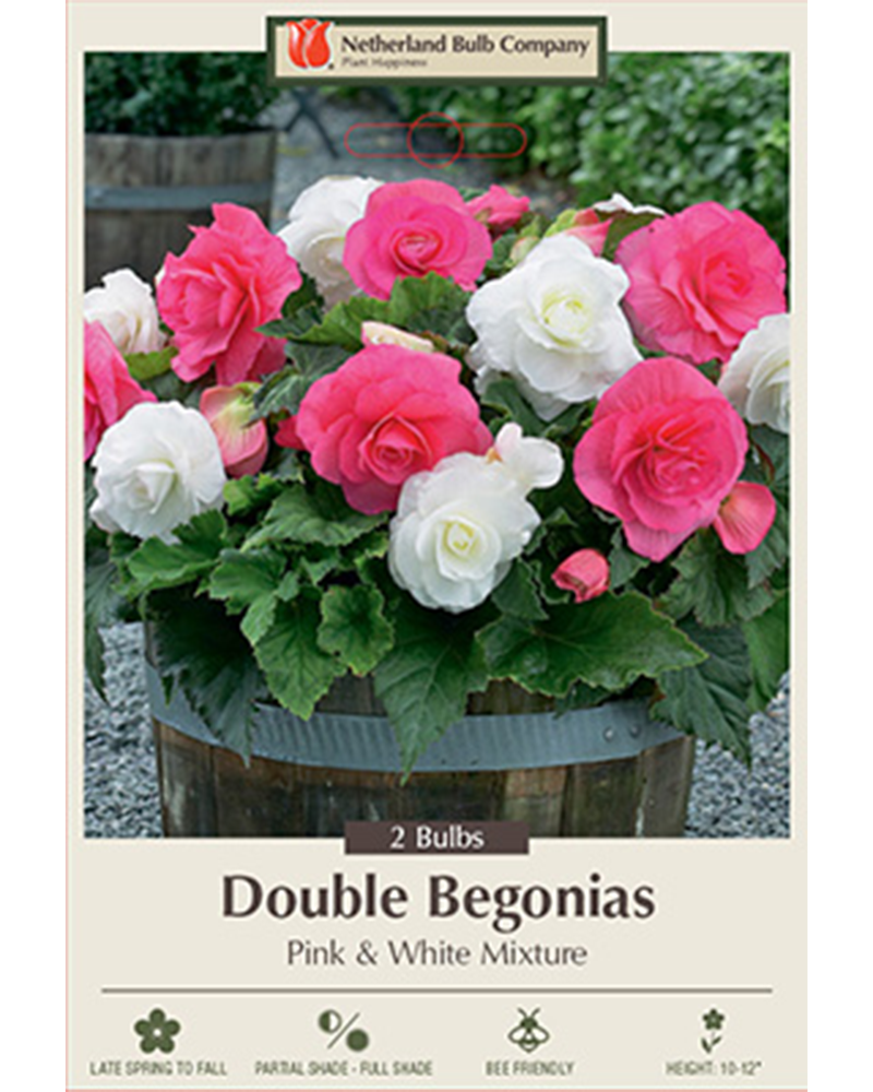 Begonia Double Pink & White Mixture