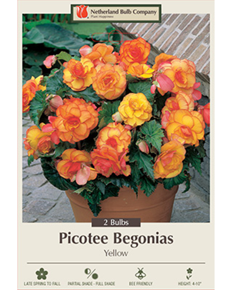 Begonia Picotee Yellow