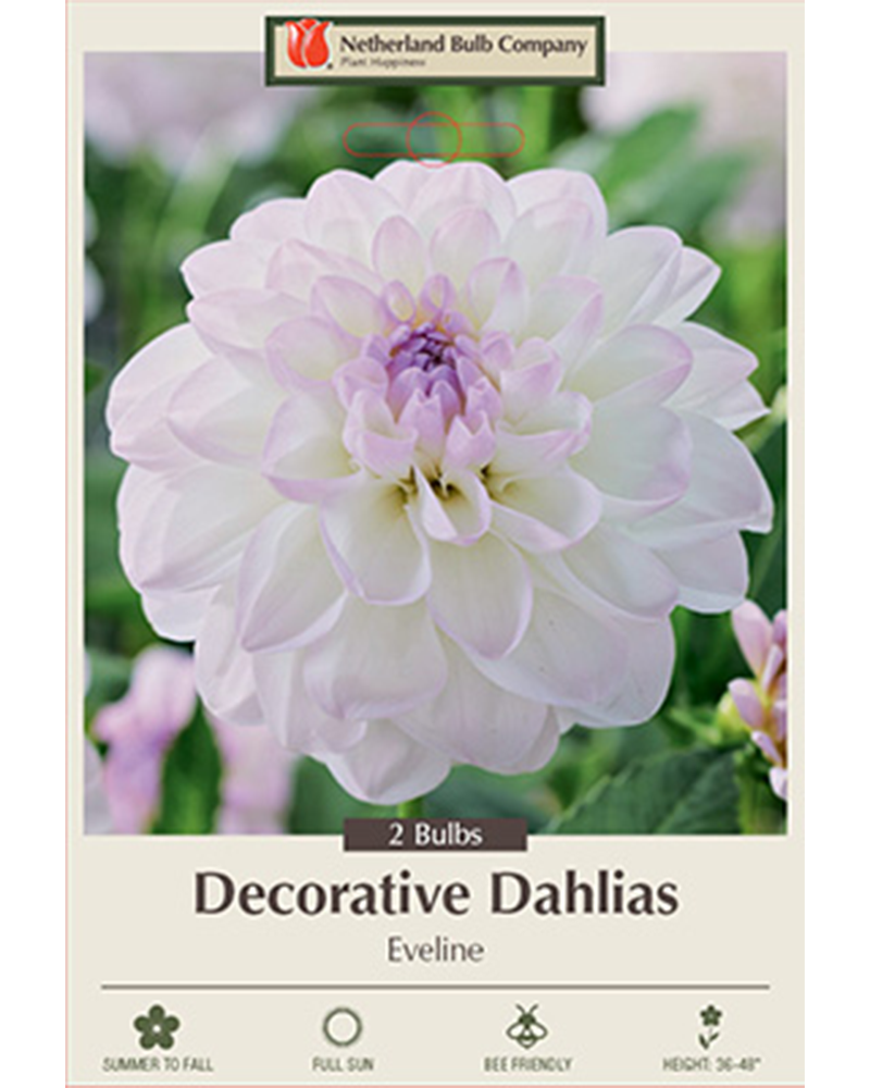 Dahlia Decorative Eveline