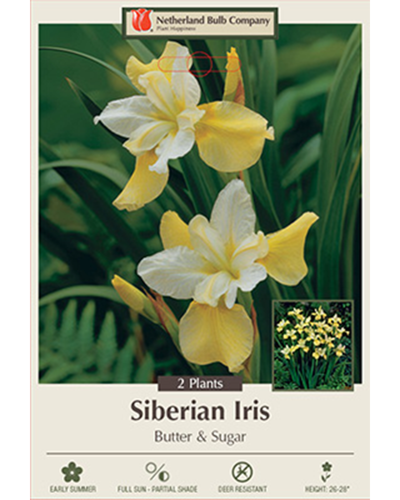 Iris Siberian Butter & Sugar