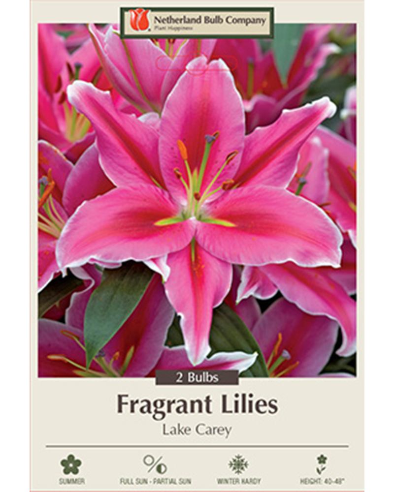 Lily Oriental Lake Carey