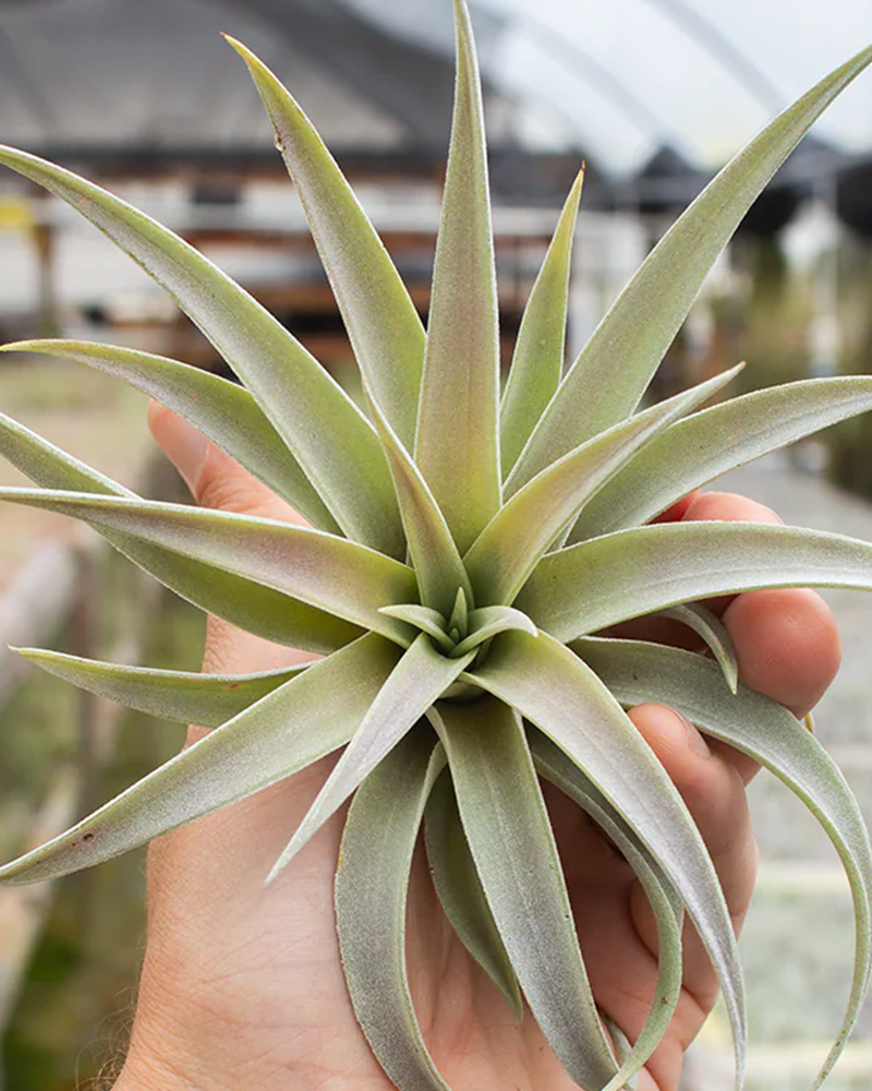 Tillandsia Harrisii 5-6"