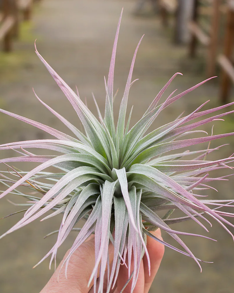 Tillandsia Houston Pink 5-6"