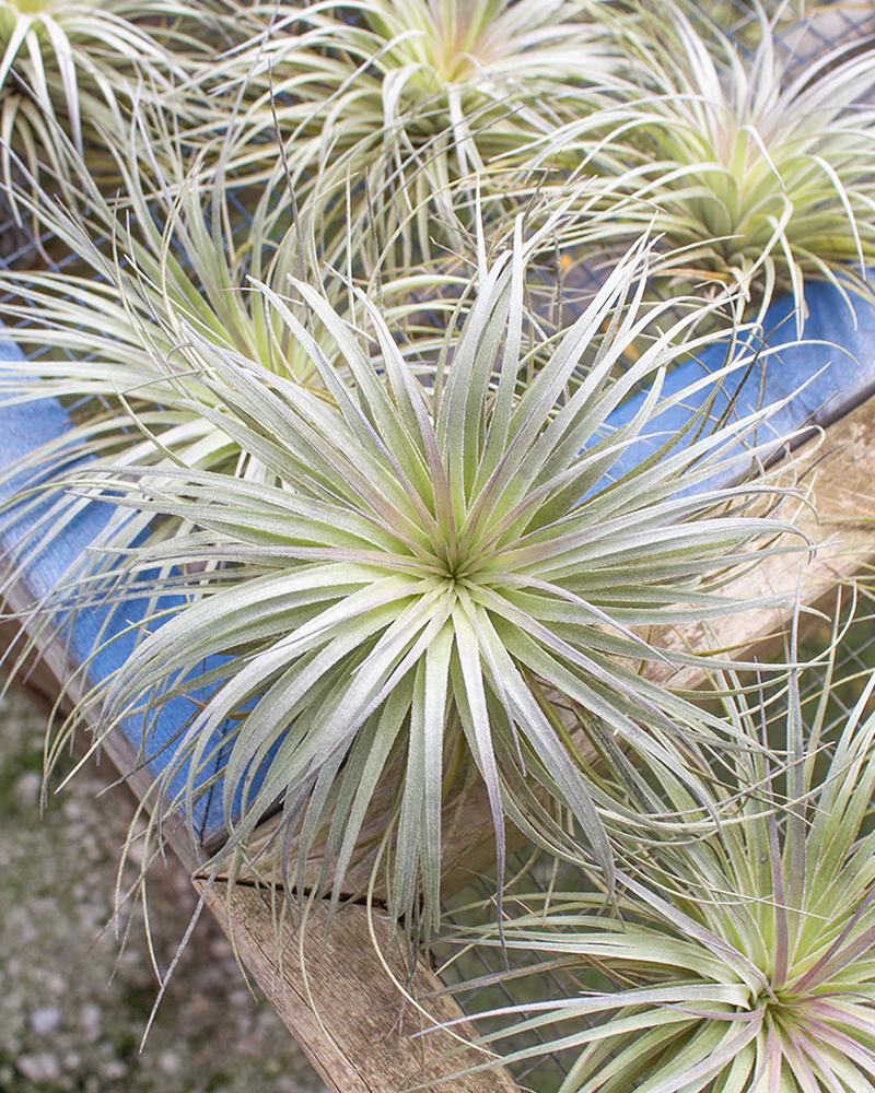 Tillandsia Stricta Silver Ball