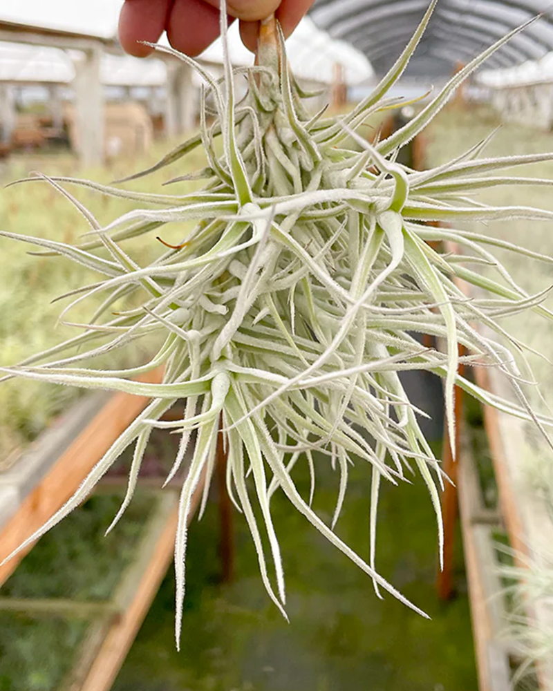 Tillandsia Paleacea Clump