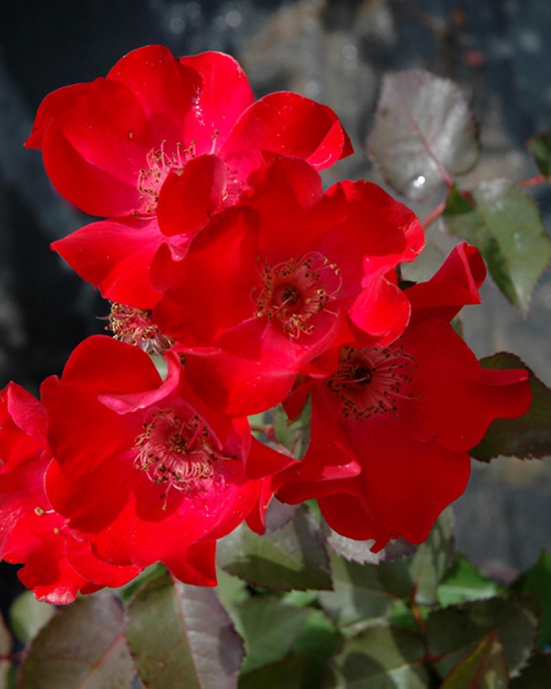 Screaming Neon Red Rose #2<br><i>Rosa BAIneon</br></i>