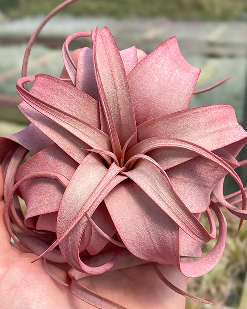 Tillandsia Xerographica Red Infused 4"