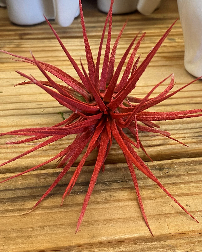 Tillandsia Ion Red Enhanced